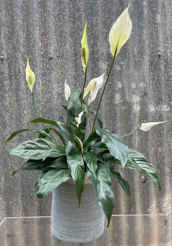 Spathiphyllum Lily